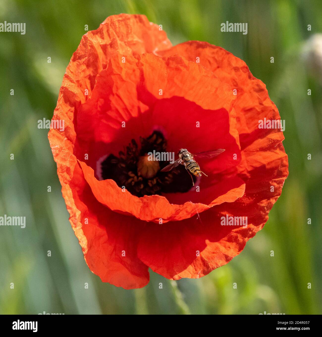 Hoverfly, blühender roter Mohn (Papaver) in einem Gerstenfeld, Oberbayern, Bayern, München, Deutschland, Europa Stockfoto