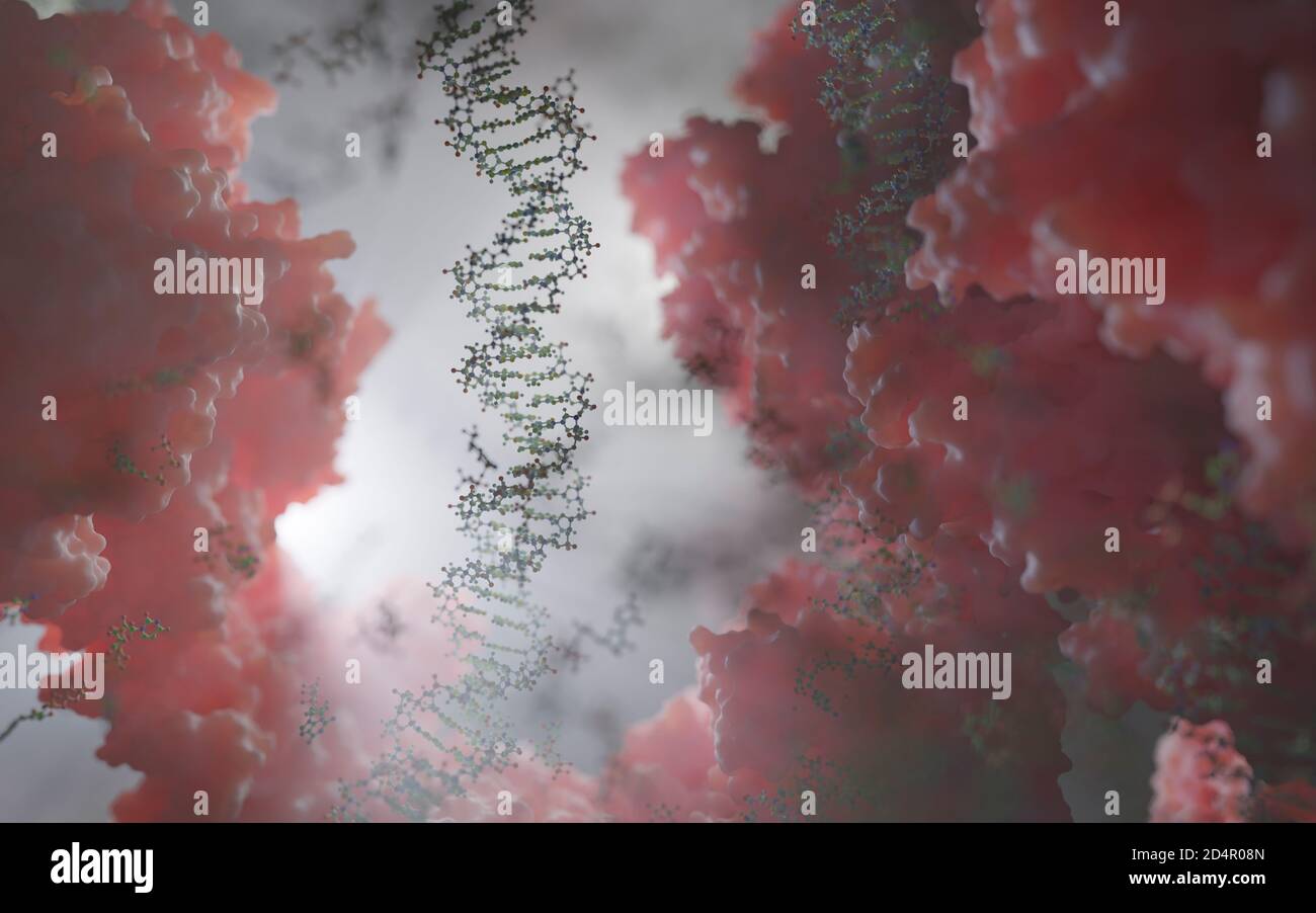 Die Welt in einer menschlichen Zelle. DNA-Stränge, Nukleotide (bilden Basenpaare in der DNA) und Proteine im Kern einer eukaryotischen Zelle. Stockfoto