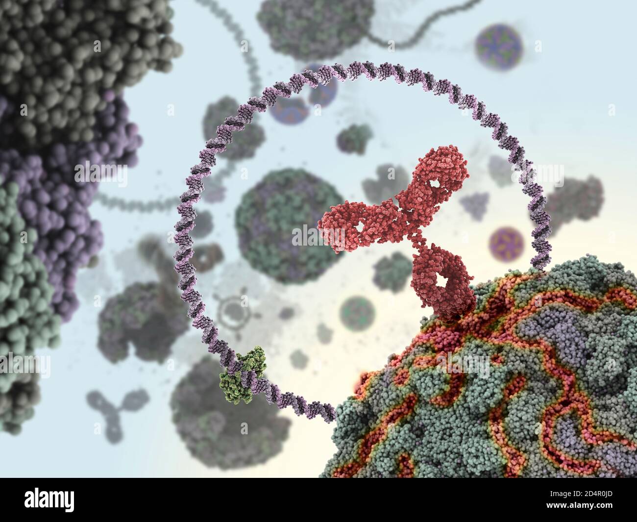 Humaner Antikörper (rot), der ein Virus angreift, indem er sich an eine bestimmte Stelle bindet und dann die Virusfunktion hemmt. Stockfoto