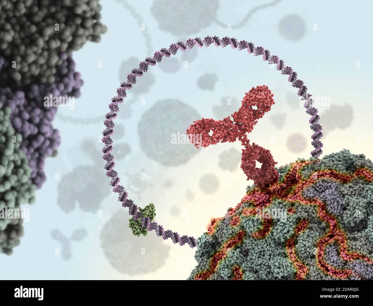 Humaner Antikörper (rot), der ein Virus angreift, indem er sich an eine bestimmte Stelle bindet und dann die Virusfunktion hemmt. Stockfoto