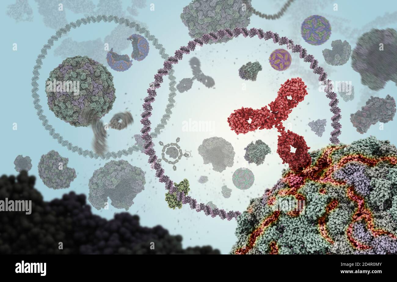 Humaner Antikörper (rot), der ein Virus angreift, indem er sich an eine bestimmte Stelle bindet und dann die Virusfunktion hemmt. Stockfoto