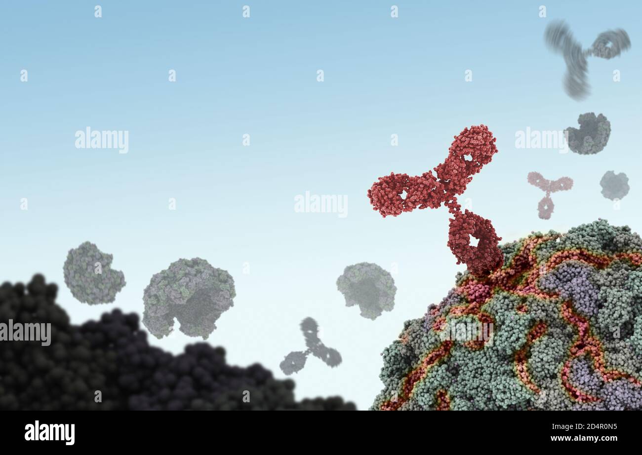 Humaner Antikörper (rot), der ein Virus angreift, indem er sich an eine bestimmte Stelle bindet und dann die Virusfunktion hemmt. Stockfoto