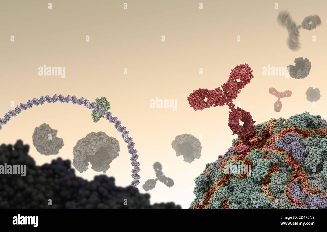 Humaner Antikörper (rot), der ein Virus angreift, indem er sich an eine bestimmte Stelle bindet und dann die Virusfunktion hemmt. Stockfoto