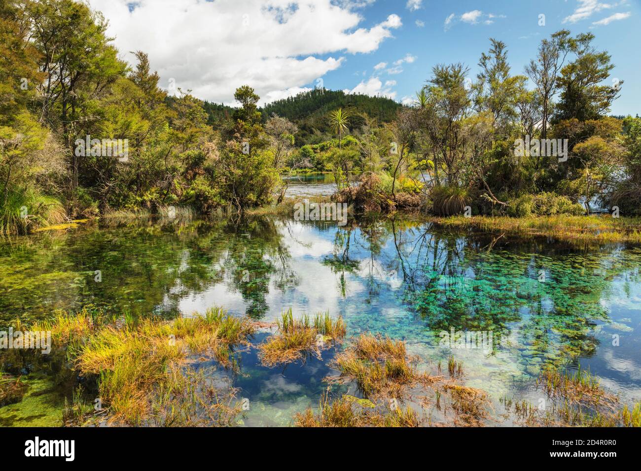 Te Waikoropupü Springs, Maori Holy Spring, Golden Bay, Tasman, Südinsel, Neuseeland, Ozeanien Stockfoto