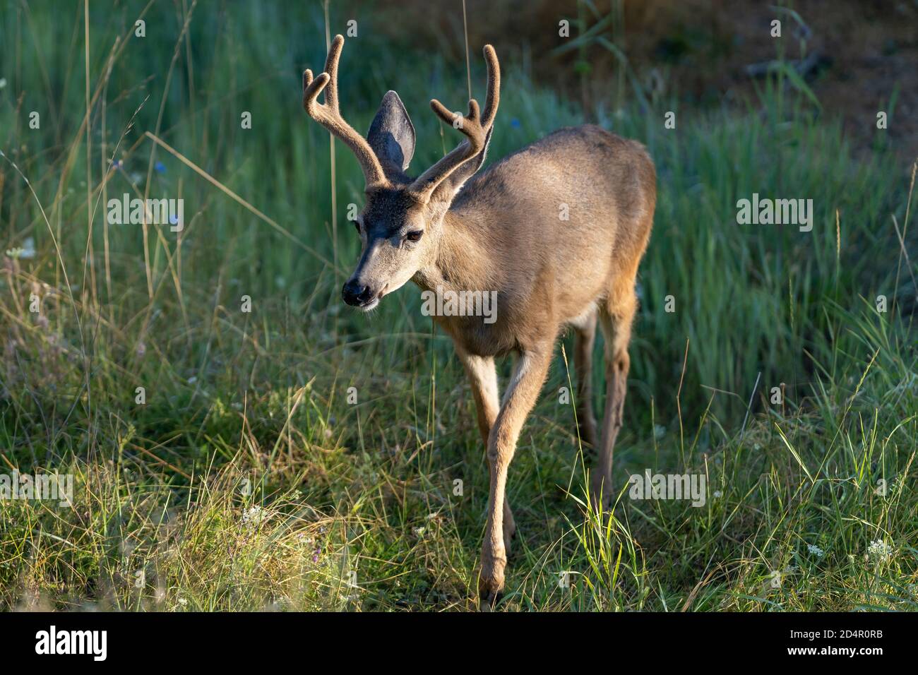 Weißschwanz-Hirsch-Buck mit Antlers. Oregon, Ashland, Cascade Siskiyou National Monument, Sommer Stockfoto