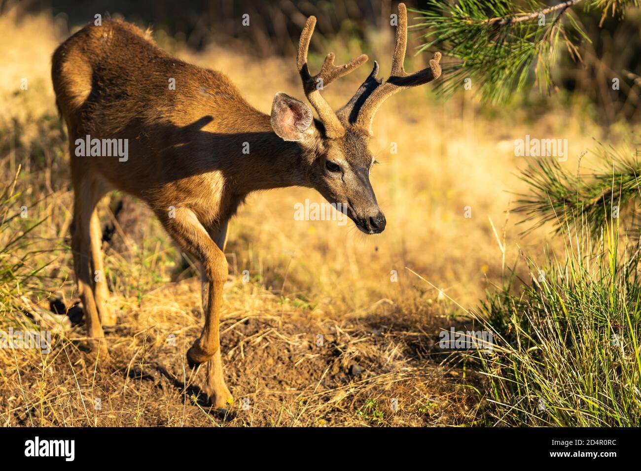Weißschwanz-Hirsch-Buck mit Antlers. Oregon, Ashland, Cascade Siskiyou National Monument, Sommer Stockfoto