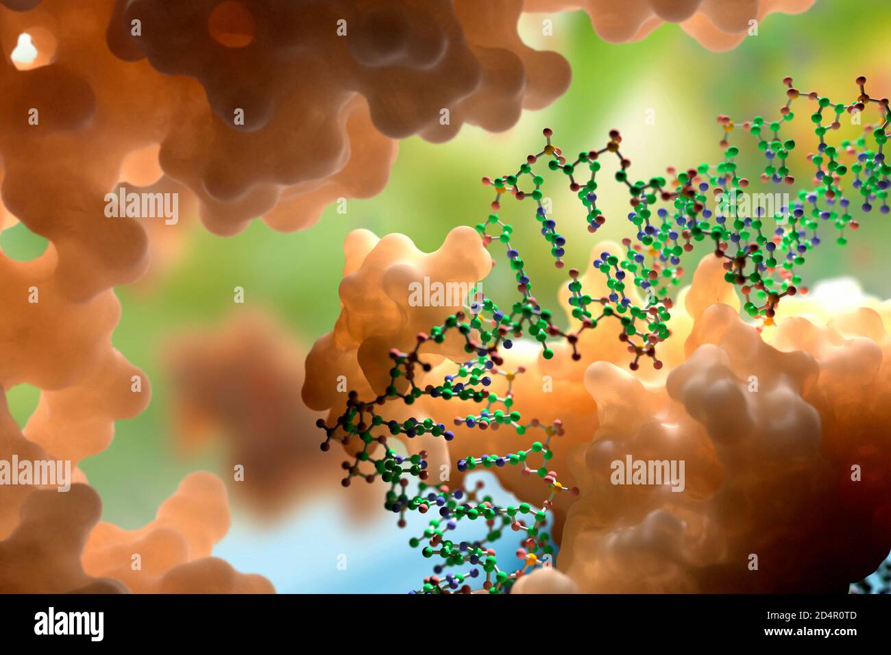 DNA- und Proteininteraktion auf molekularer Ebene. DNA-bindende Proteine steuern Transkription, Genexpression etc. Basierend auf wissenschaftlichen Daten aus dem PDB Stockfoto