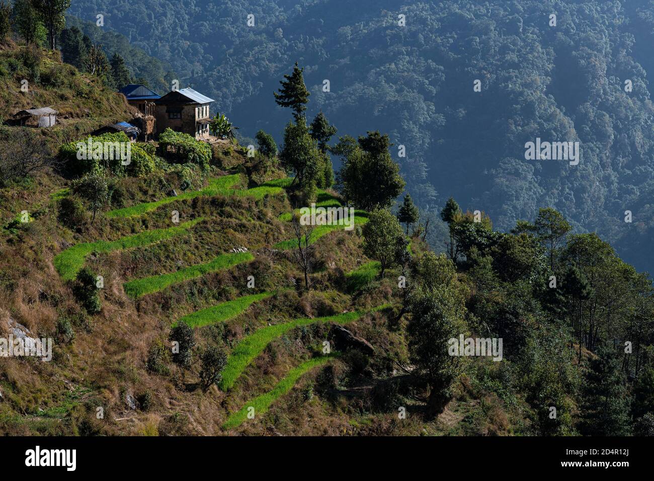 Berglandschaft mit Terrassenfeldern und kleinem Haus zwischen Shivalaya 1790m und Bhandar 2200m, Solu Khumbu, Nepal, Himalaya, Asien Stockfoto