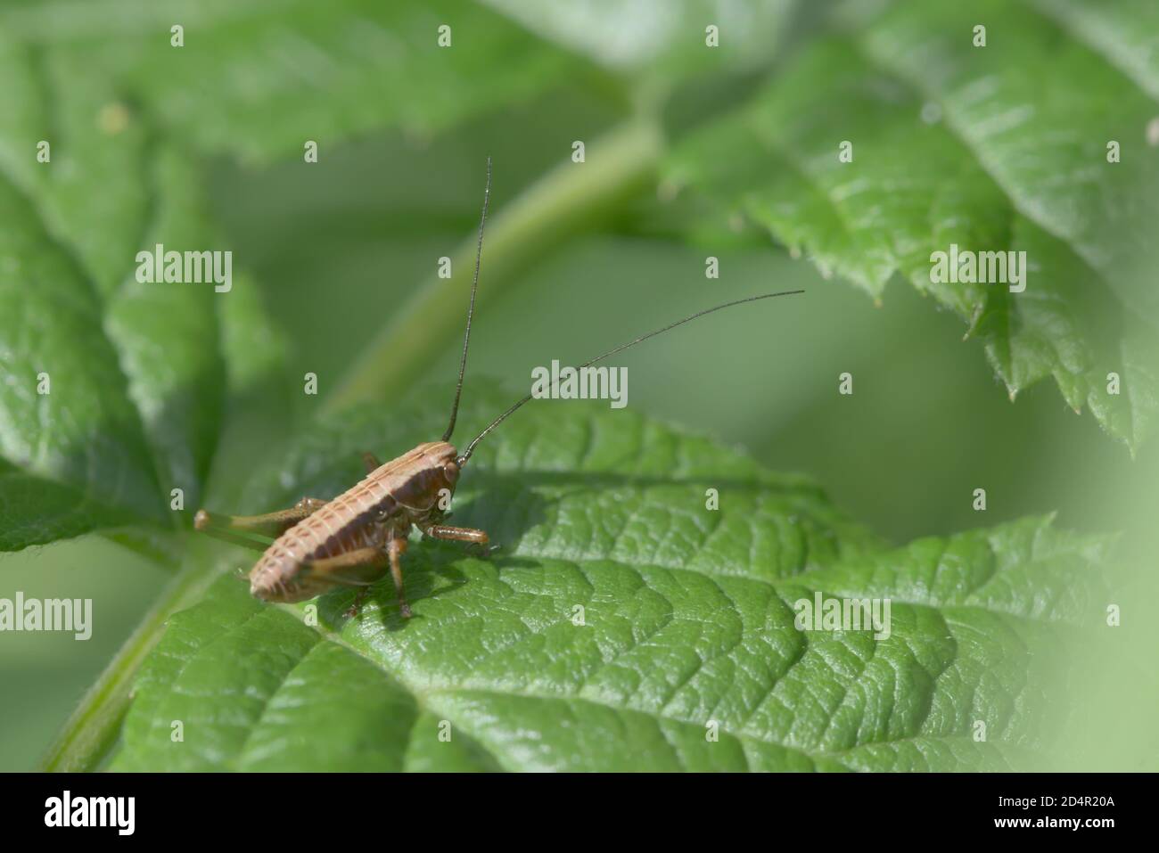 Mittlerer Schuss einer dunklen Buschkricket, Pholidoptera griseoaptera, auf dem Blatt einer Himbeerpflanze. Viel Kopierplatz und ein sehr grüner Hintergrund. Stockfoto