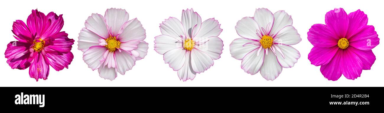 Set von isolierten Kosmos Blumen. Leuchtend rosa Kosmos Blume Blüte, große Blütenstand, isoliert auf weiß für Design Stockfoto