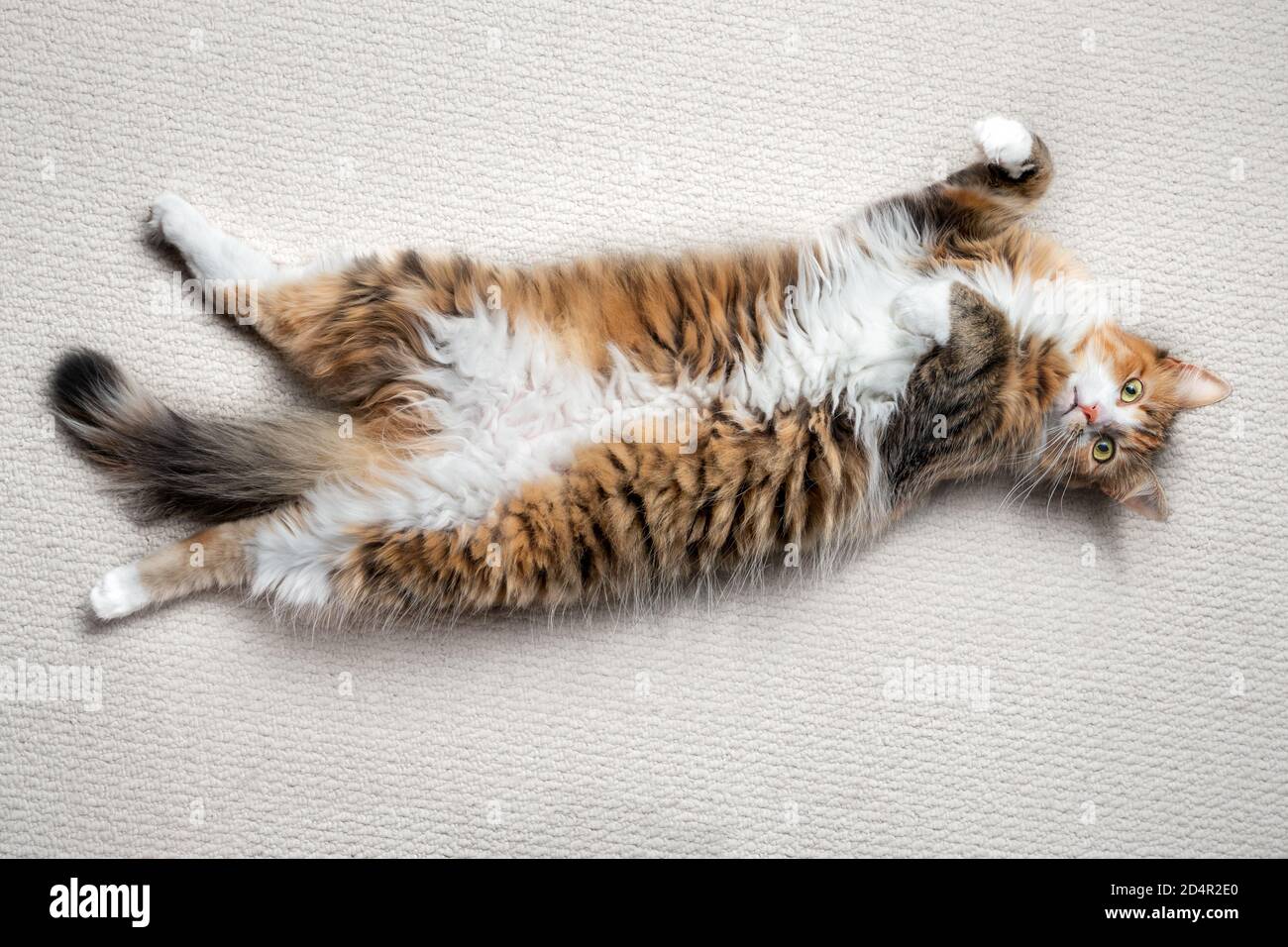 Die Katze liegt kopfüber und streckt sich aus. Eine entspannte und entspannte 1 Jahr alte Kätzin mit freiliegendem Bauch. Konzept für entspannende oder Zen-Momente. Stockfoto