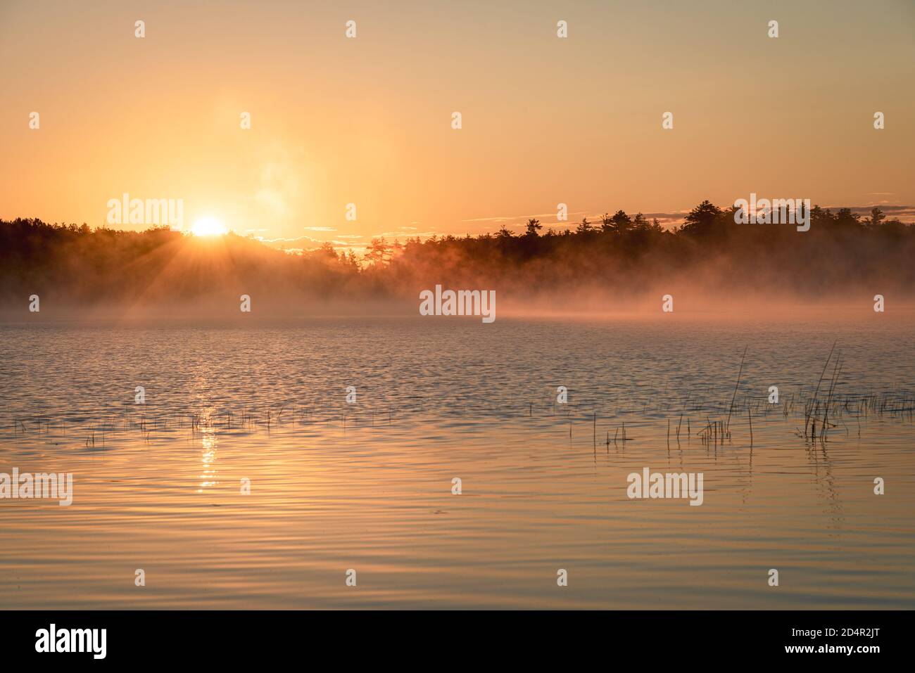 Morgennebel und Sonnenaufgang im Lower Togue Pond, im Baxter State Park, Maine Stockfoto