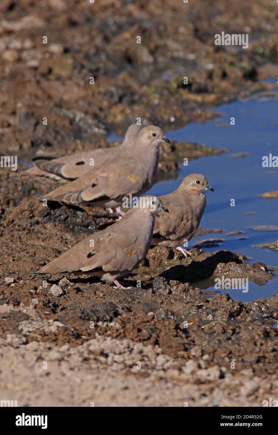 Goldfleckige Erdtaube (Metriopelia aymara) strömen am Pool, um Salta, Argentinien, zu trinken Januar Stockfoto