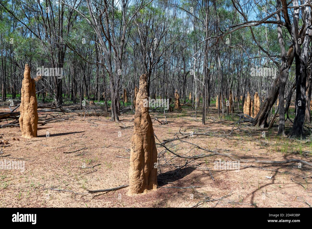 Termitenmounds im Northern Territory von Australien. Stockfoto