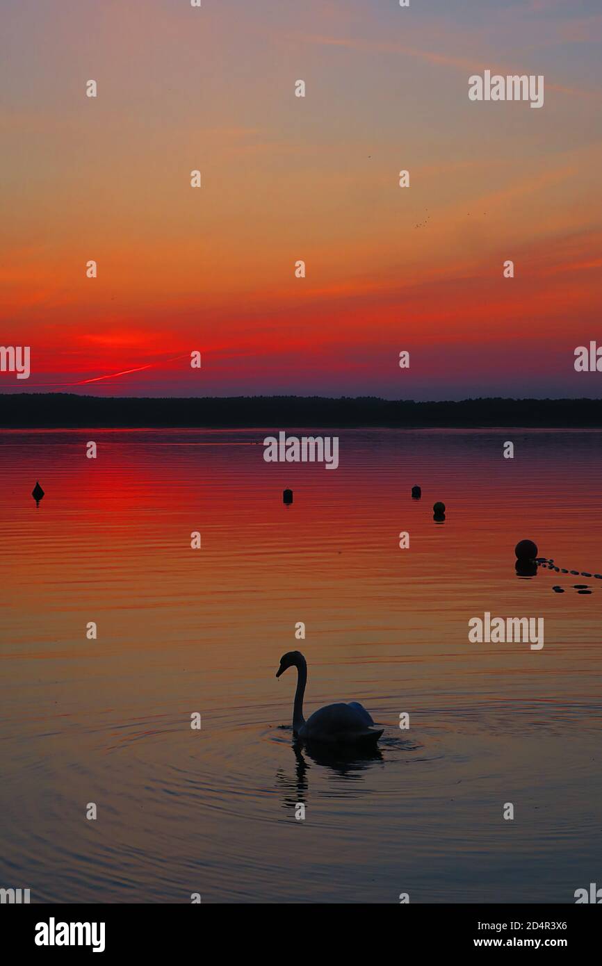 Abendlandschaft des Charzykowskie Sees mit Sonnenuntergang und einem Schwan Stockfoto