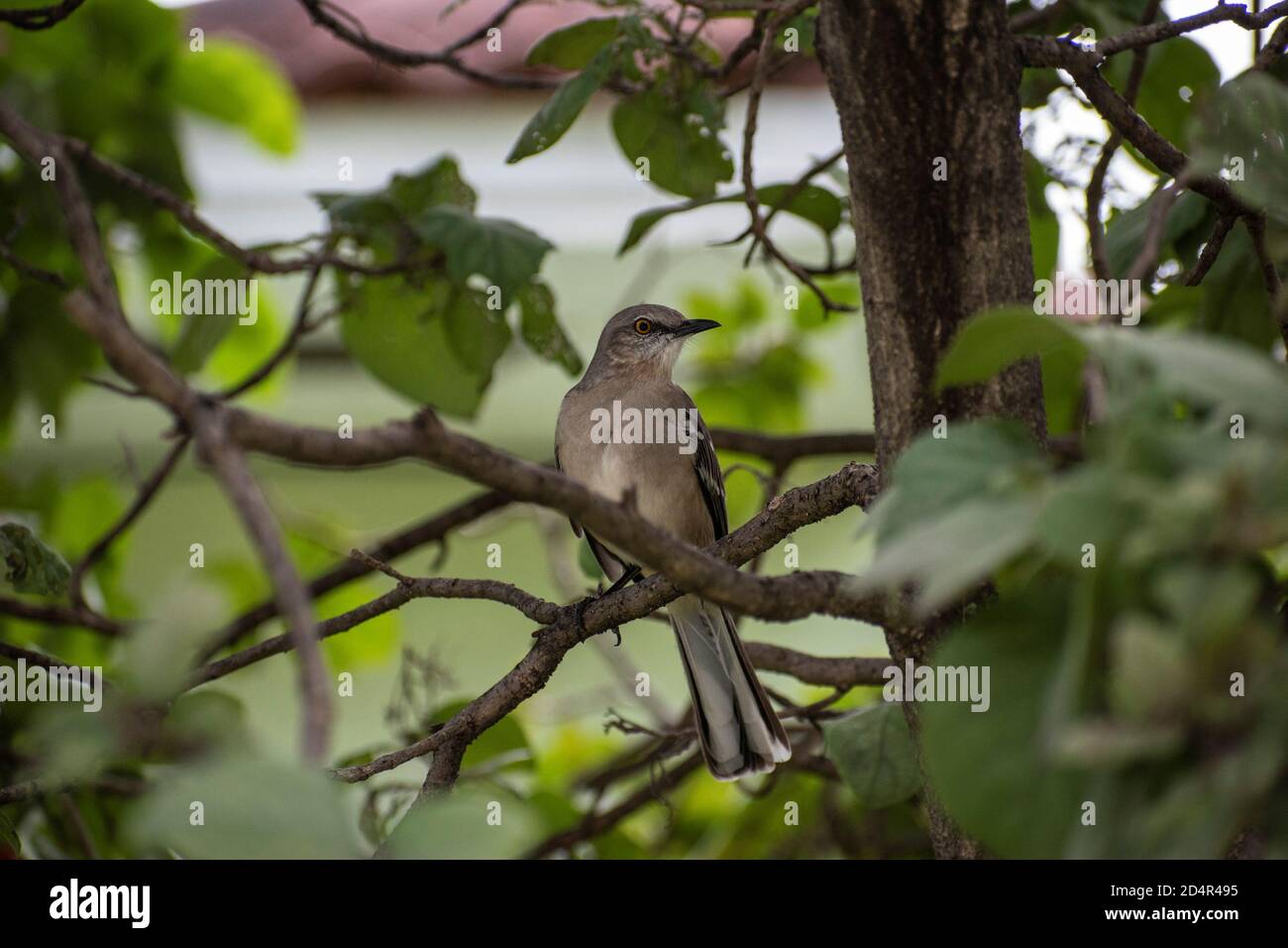 Schöner Vogel, der auf einem Ast des Baumes bei ruht Der Park Stockfoto