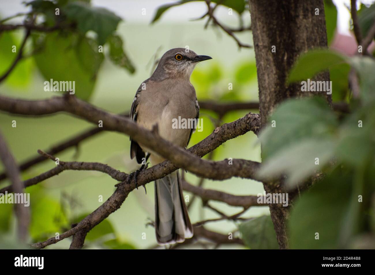 Vogel ruht auf einem Ast des Baumes am north Shore Park Stockfoto
