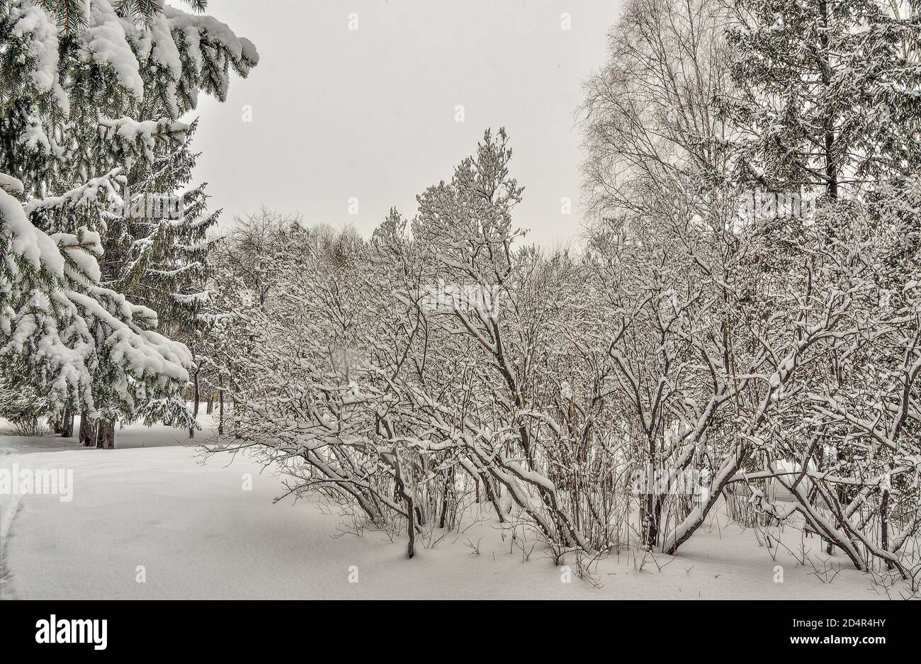 Schönheit der Winterlandschaft im verschneiten Stadtpark. Wunderland mit weißem Schnee und Reif bedeckten Bäumen und Sträuchern - schönes Wintermärchen. Flauschig Stockfoto