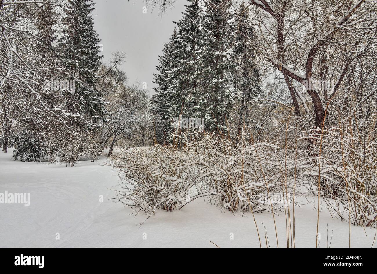 Schönheit der Winterlandschaft im verschneiten Stadtpark. Wunderland mit weißem Schnee und Reif bedeckten Bäumen und Sträuchern - schönes Wintermärchen. Flauschig Stockfoto