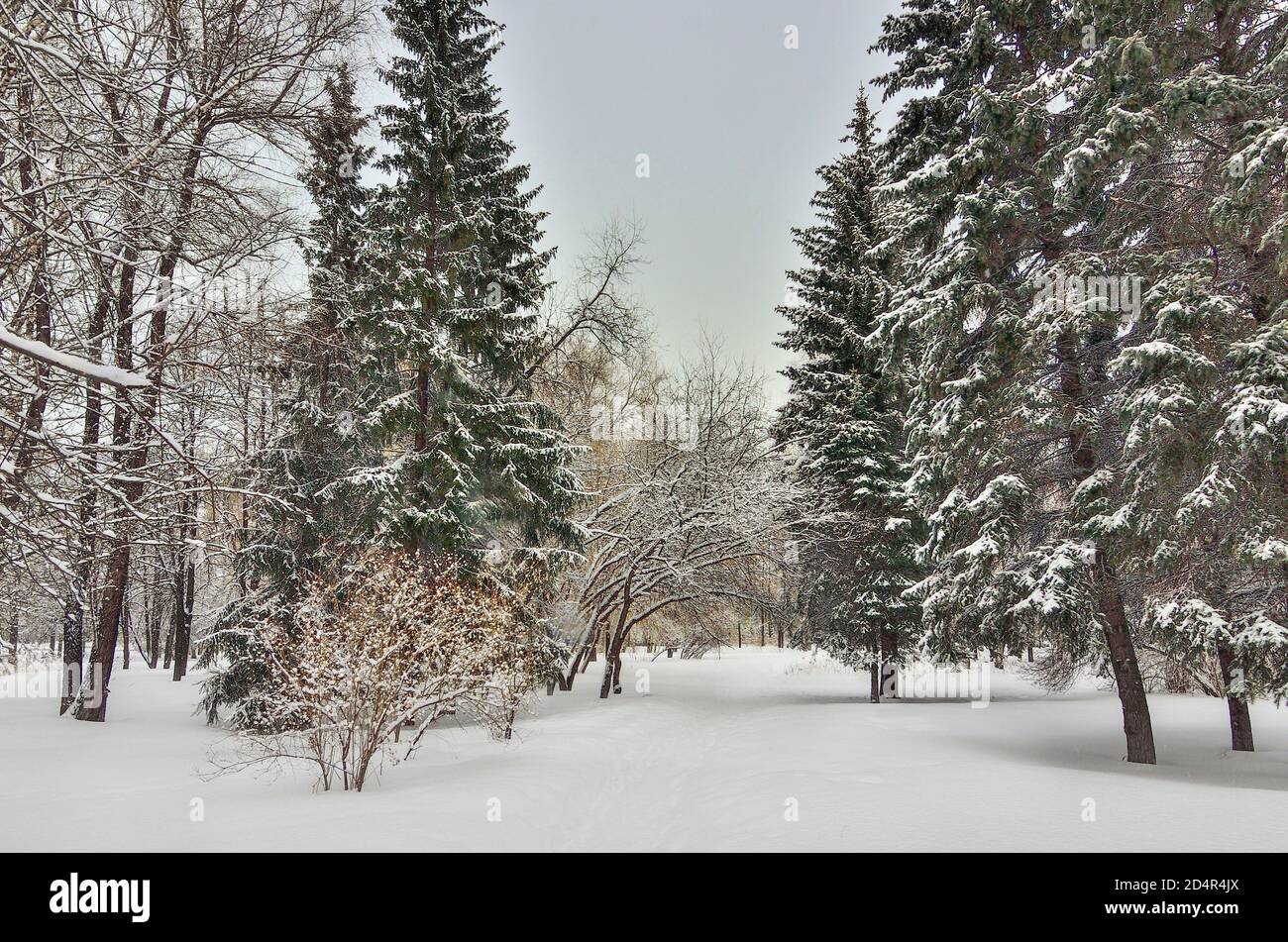 Schönheit der Winterlandschaft im verschneiten Stadtpark. Wunderland mit weißem Schnee und Reif bedeckten Bäumen und Sträuchern - schönes Wintermärchen. Flauschig Stockfoto