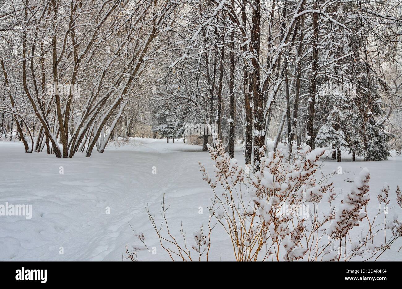 Schönheit der Winterlandschaft im verschneiten Stadtpark. Wunderland mit weißem Schnee und Reif bedeckten Bäumen und Sträuchern - schönes Wintermärchen. Trocken gr Stockfoto