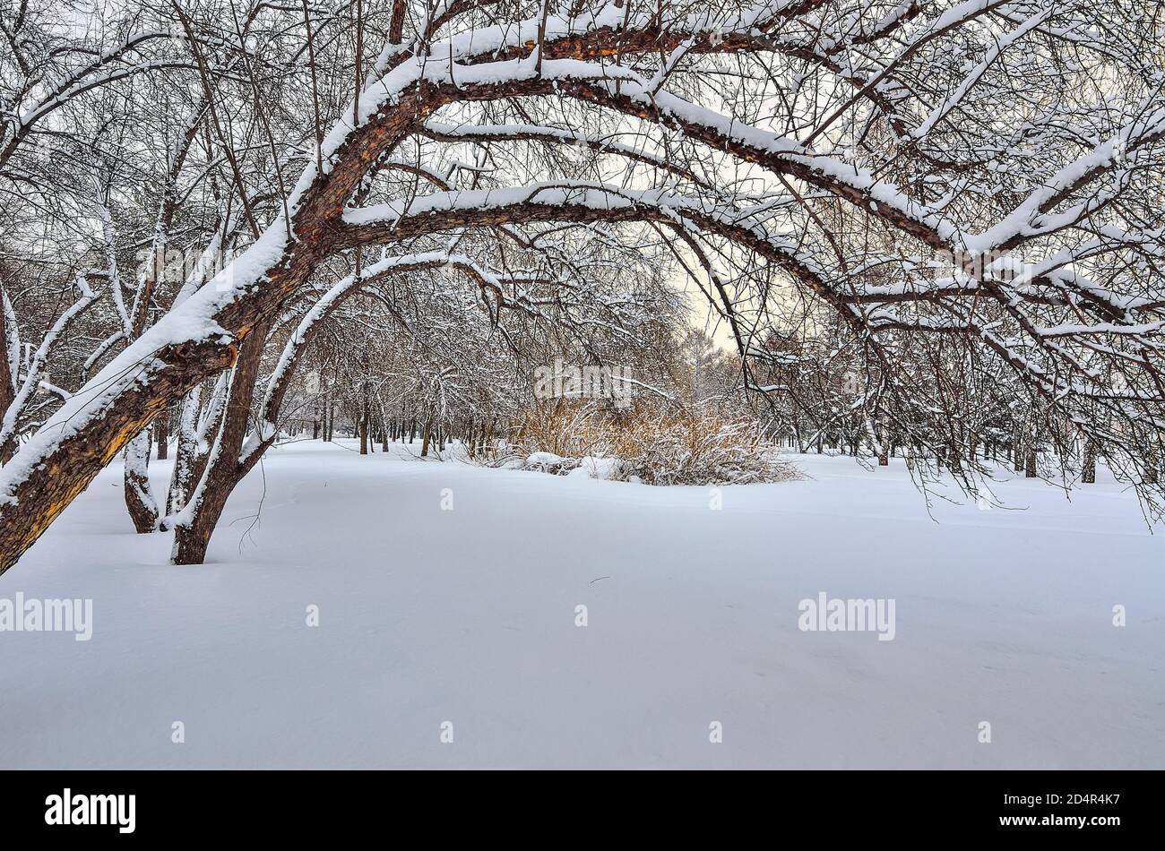 Schönheit der Winterlandschaft in Abend verschneiten Park. Wunderland mit weißem Schnee und Reif bedeckten Bäumen und Sträuchern bei Sonnenuntergang - schöne Winterfee Stockfoto