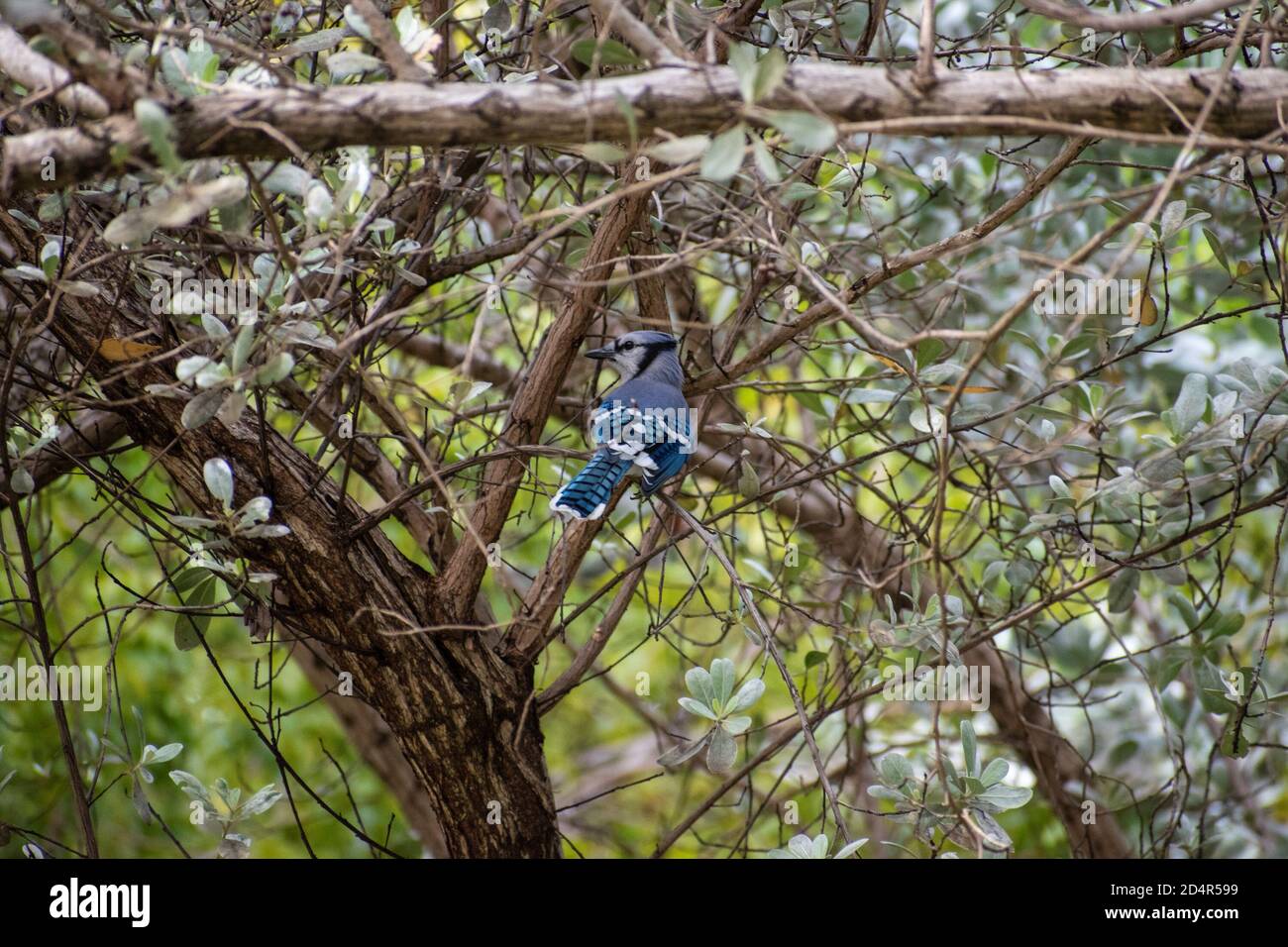 Schöner blauer Vogel, der auf einem Baum im Park thront Stockfoto