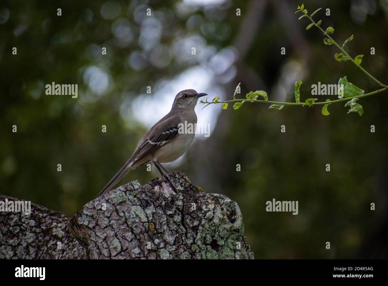 Vogel thront auf einem trockenen Stamm eines Baumes bei miami North Park Stockfoto