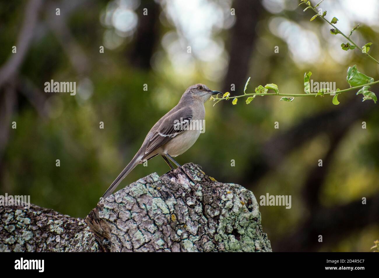Vogel thront auf einem Baum Zweig im Norden Strand parken Stockfoto