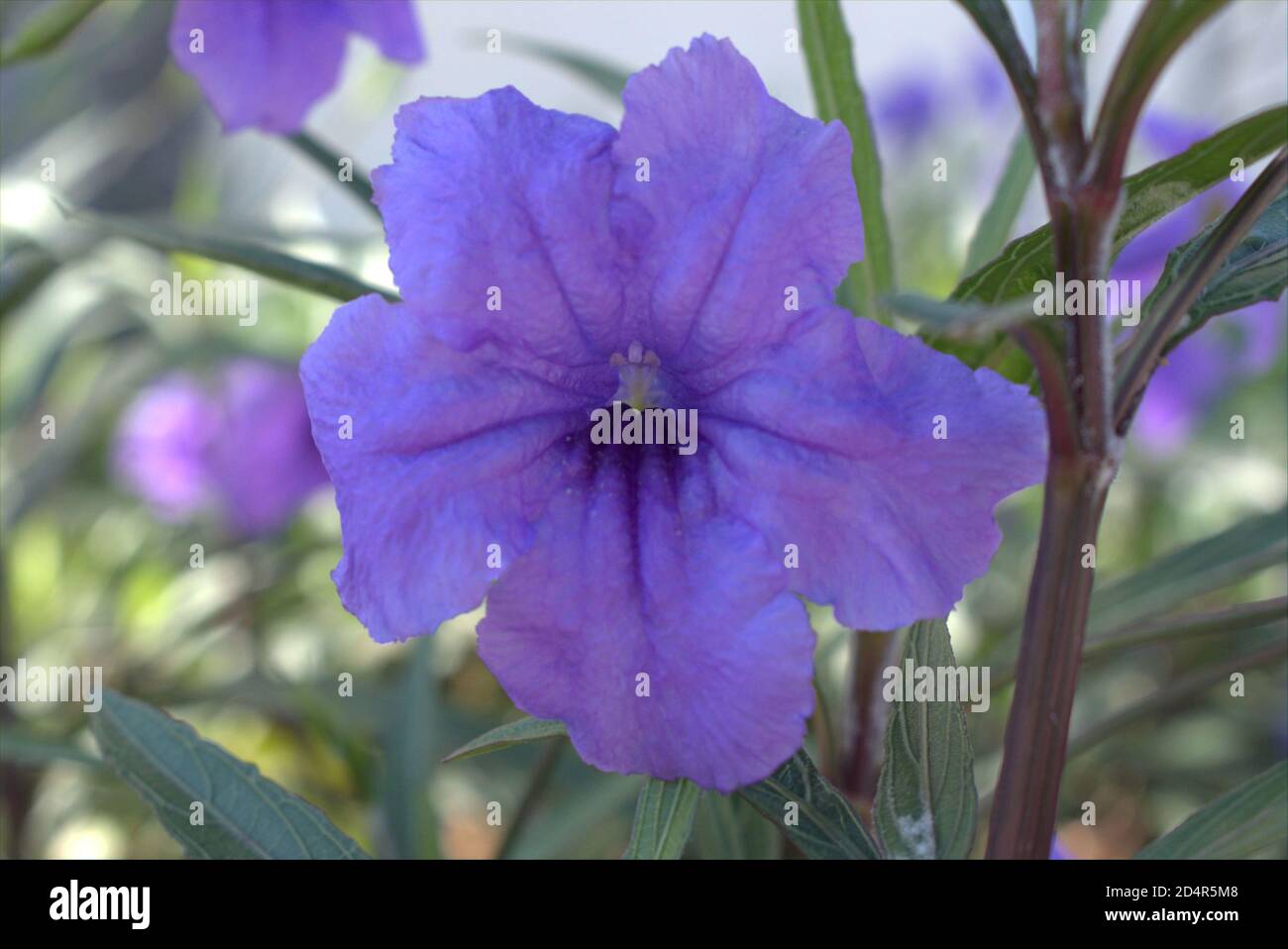 Violette mexikanische Petunia Pflanze im North Shore Park Stockfoto