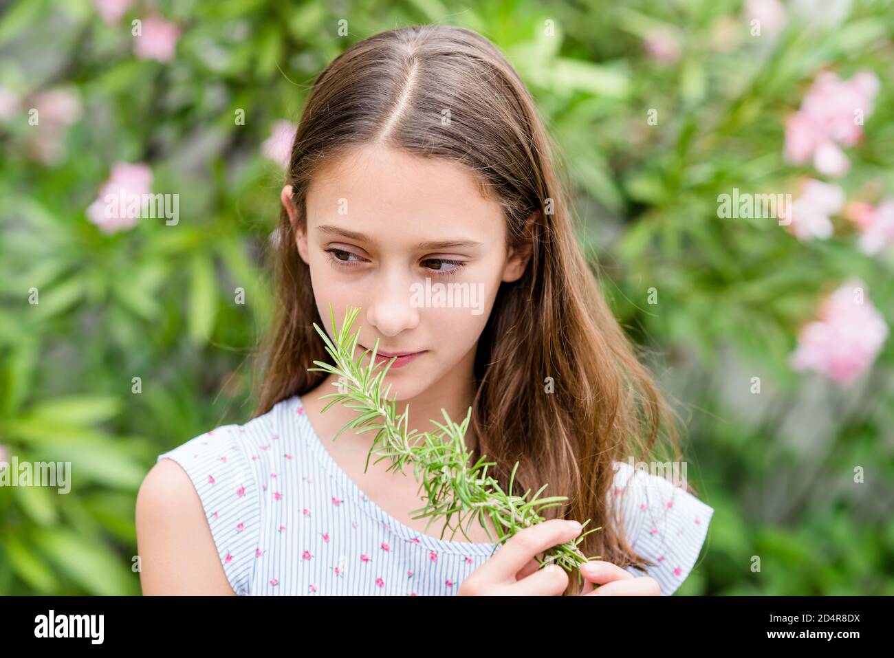 12-jähriges Mädchen, das Rosmarin riecht. Stockfoto