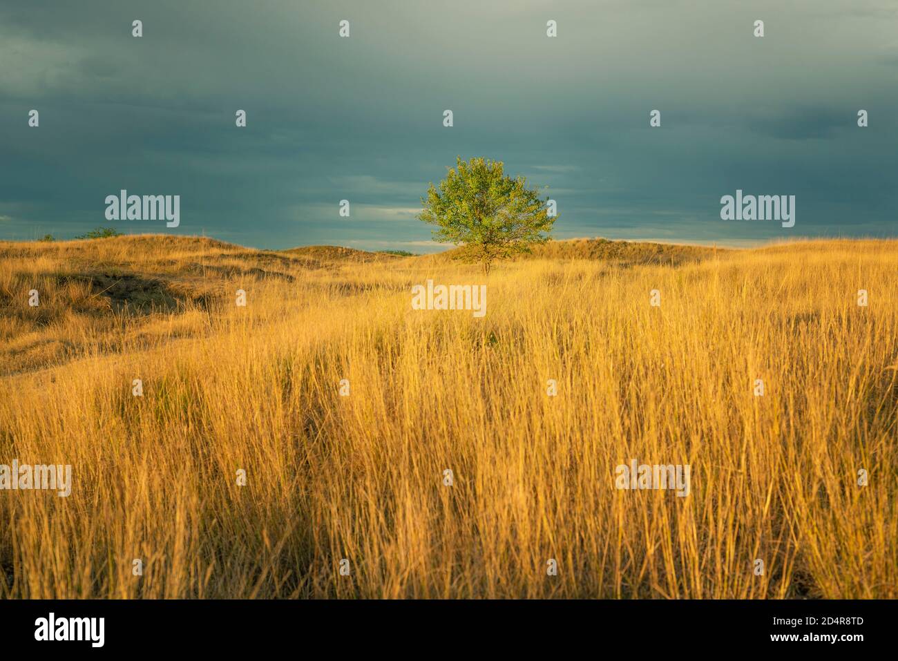 Landschaft mit hohem Gras in dramatischem Licht, Deliblatska pescara, Serbien Stockfoto