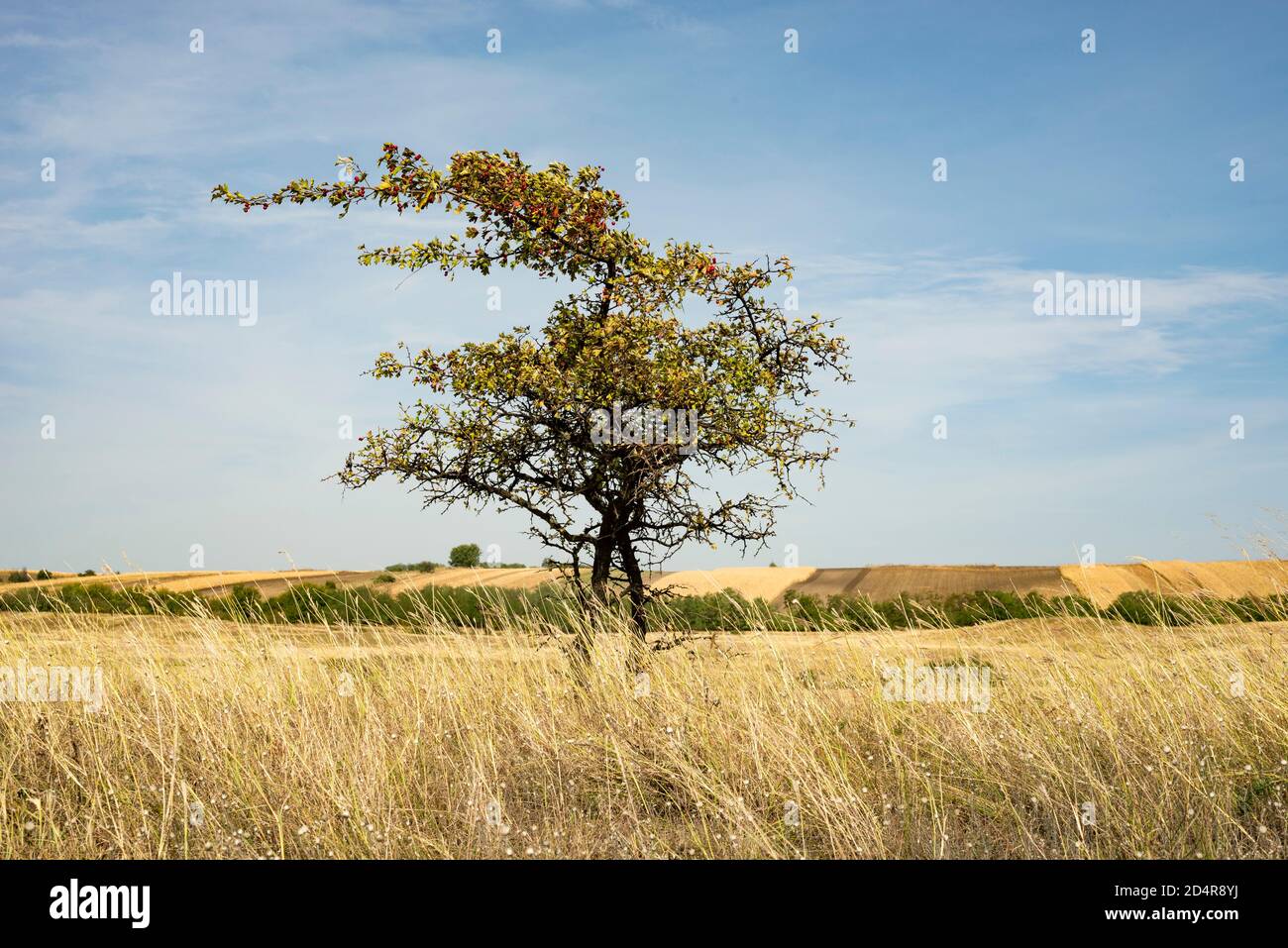 Schöne Landschaft mit hohen gelben Gras, Zagajicka brda, Deliblatska pescara, Serbien Stockfoto