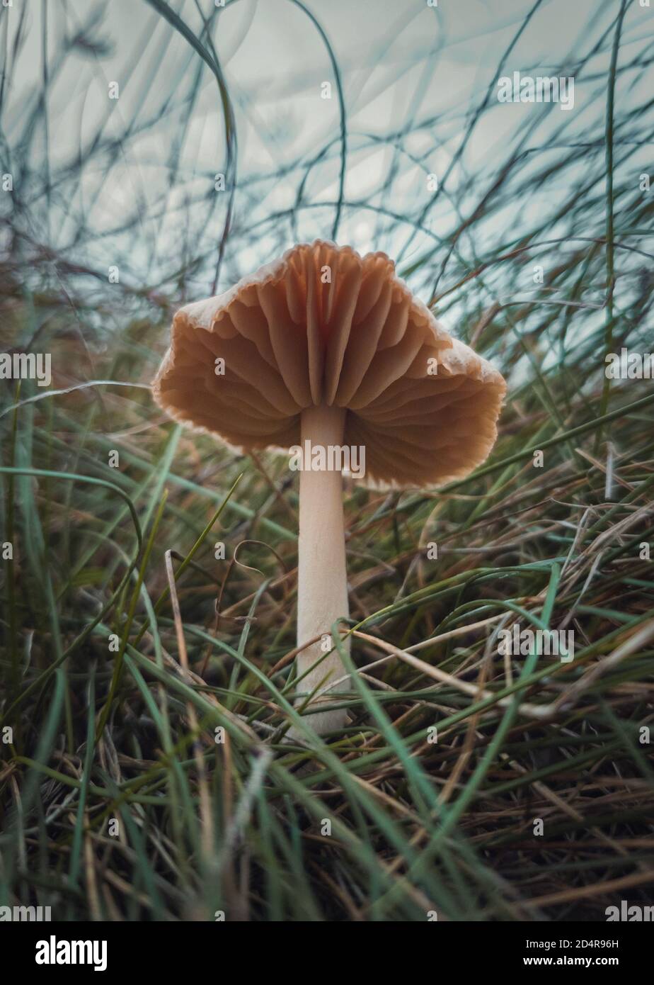 Nahaufnahme eines einzelnen wilden Pilzes, der durch die Grashalme wächst. Moody herbstlichen Hintergrund, Natur Frische mit Pilzarten auf t Stockfoto