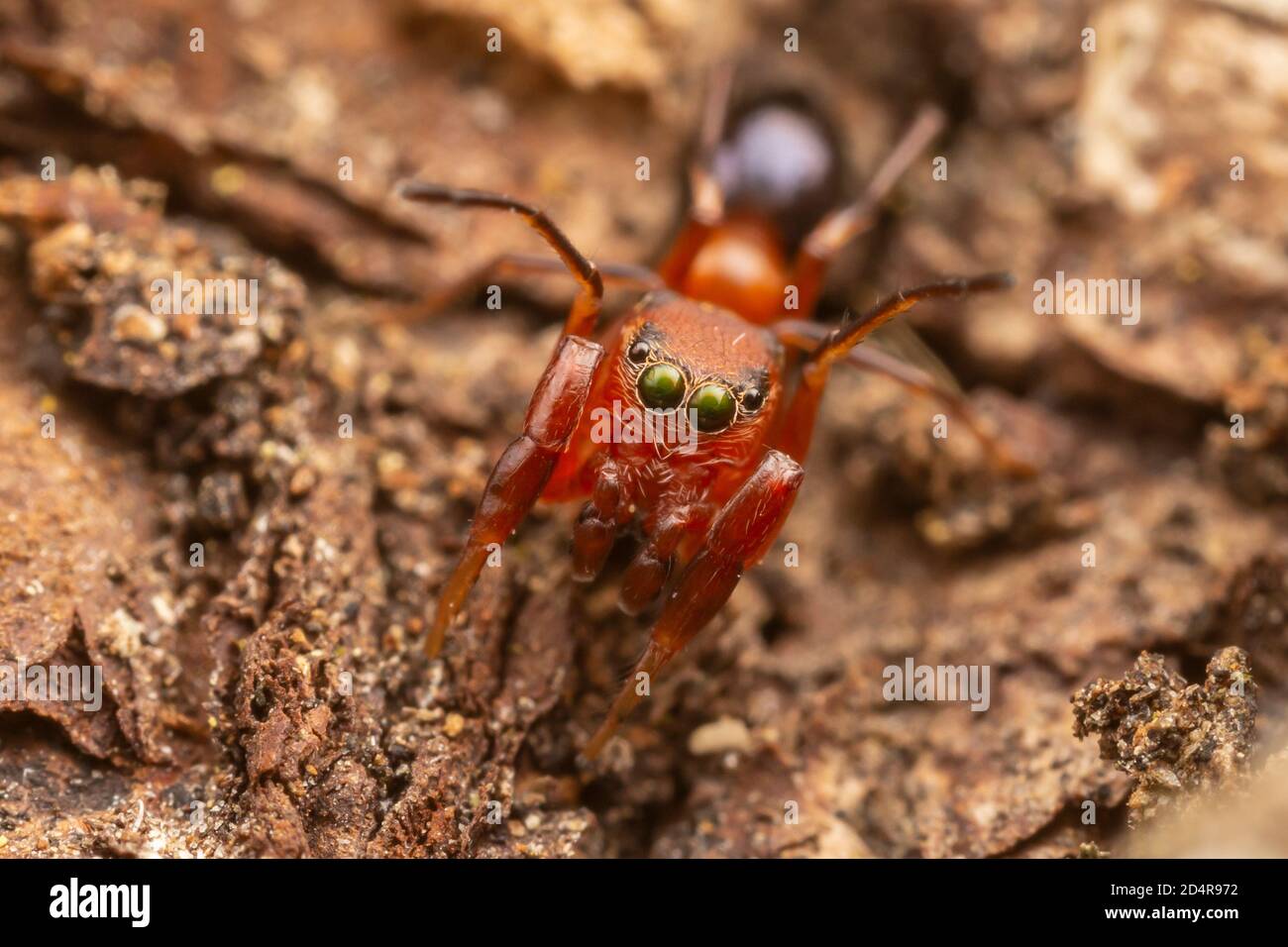Springende Spinne (Peckhamia sp.), eine Ameisenimikerin, an der Seite eines Baumes. Stockfoto