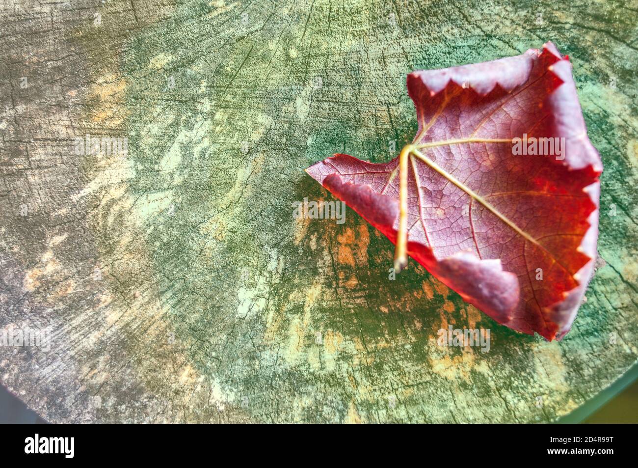Rote Herbsttraube Blatt auf einem Hintergrund aus Holz mit Gelber Schimmel Stockfoto