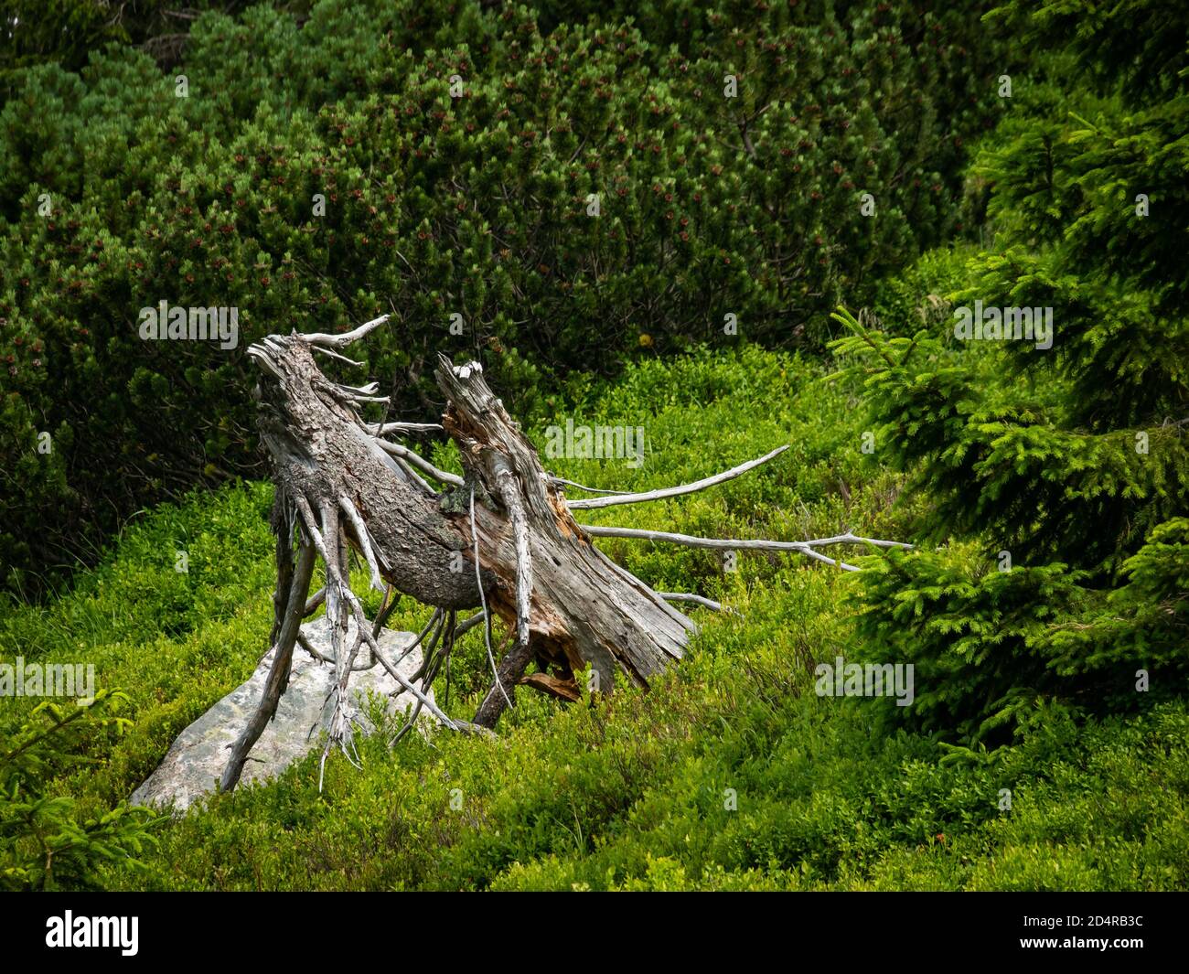 Toter Baum, abstrakte Form auf dem Weg in den Bergen Nationalpark Karkonosze Stockfoto