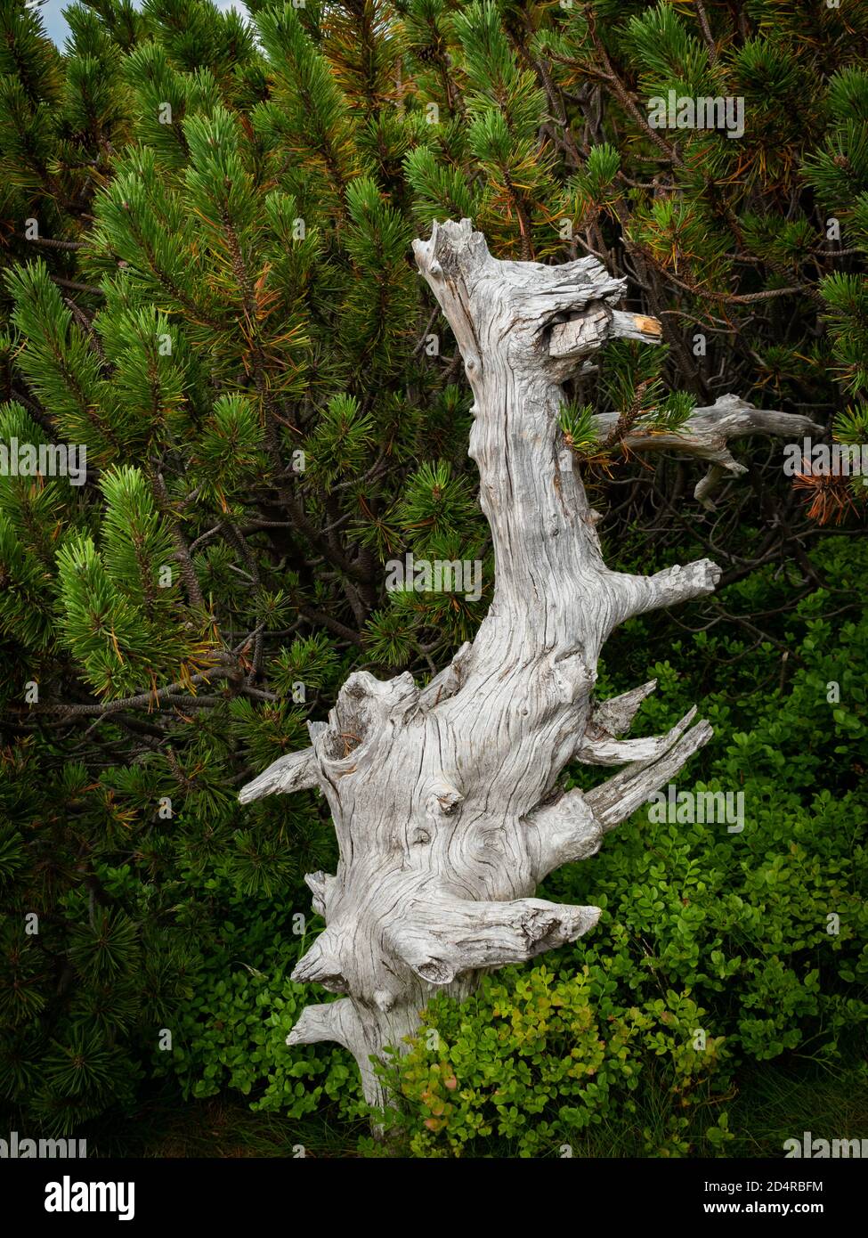 Toter Baum, abstrakte Form auf dem Weg in den Bergen Nationalpark Karkonosze Stockfoto