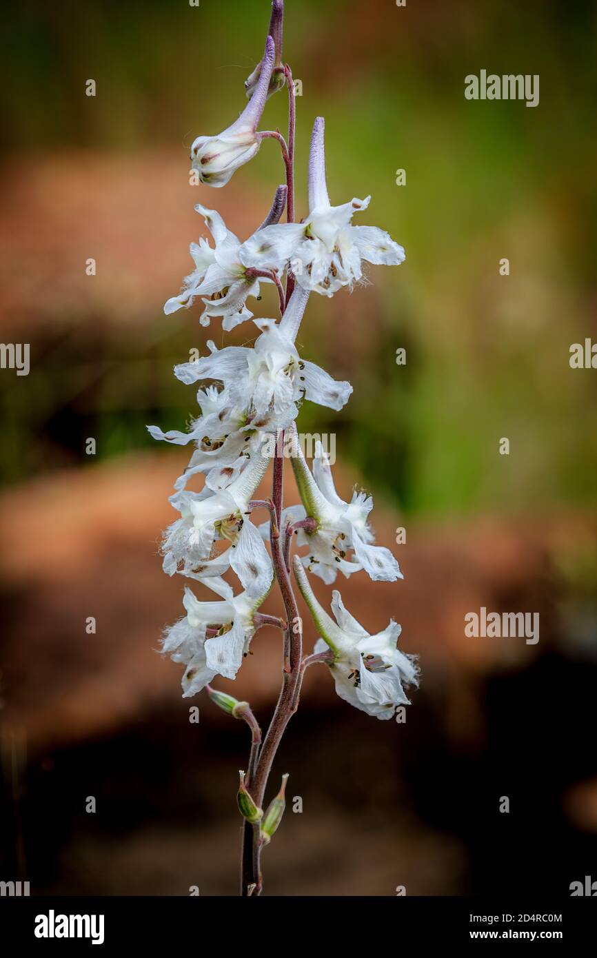 Kranichorchidee (Tipularia-Verfärbung) Wildes Wachsen in den Wichita Mountains von SW Oklahoma Stockfoto