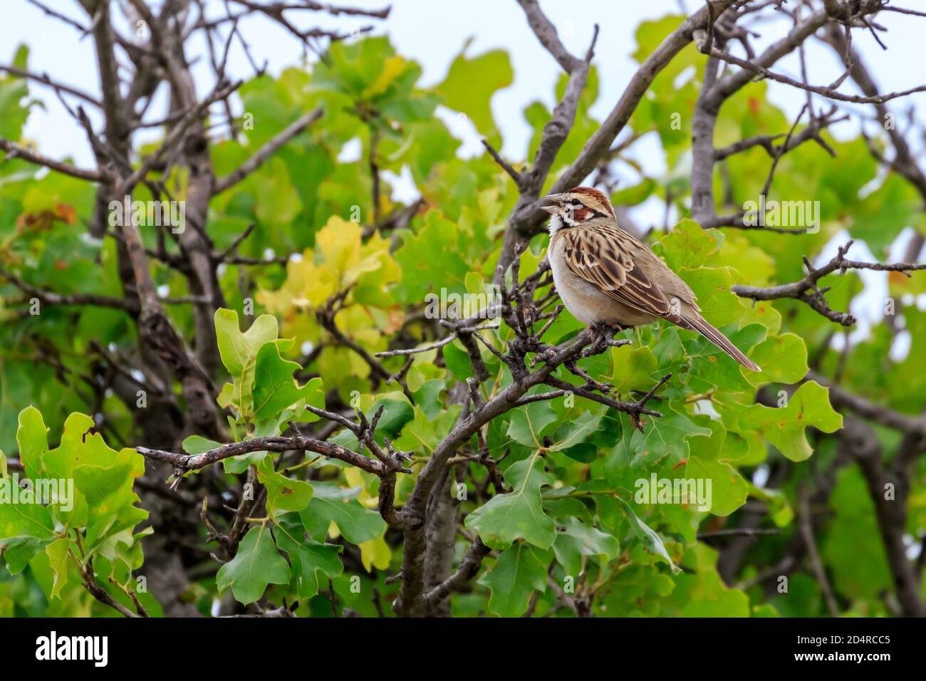 Lerchensperling (Chondestes grammacus) in den Wichita Mountains von Oklahoma Stockfoto