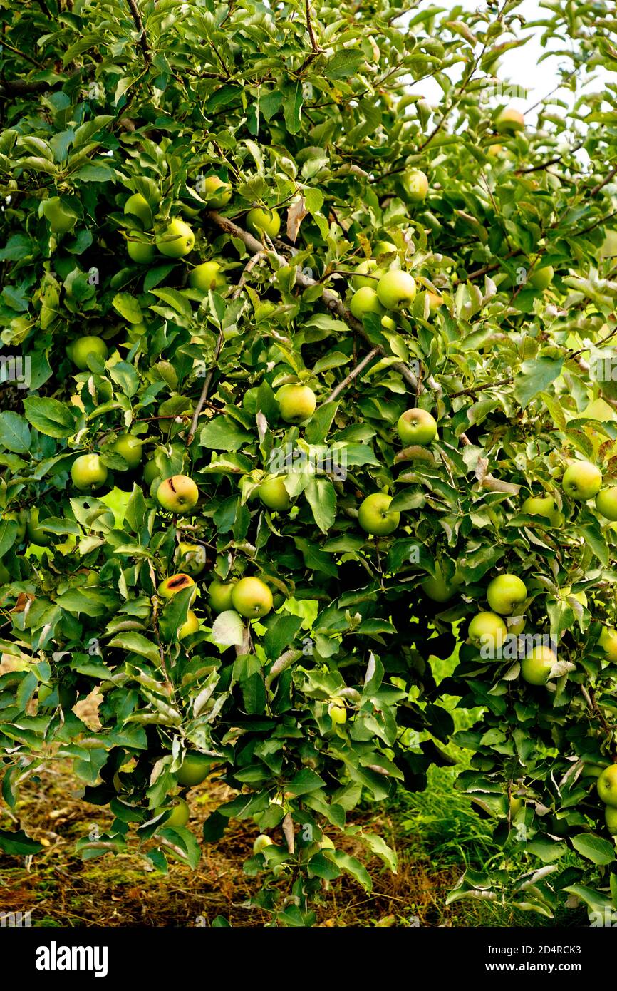 Grüne Mutsu-Äpfel auf dem Baum im Obstgarten. Ontario, Kanada. Stockfoto
