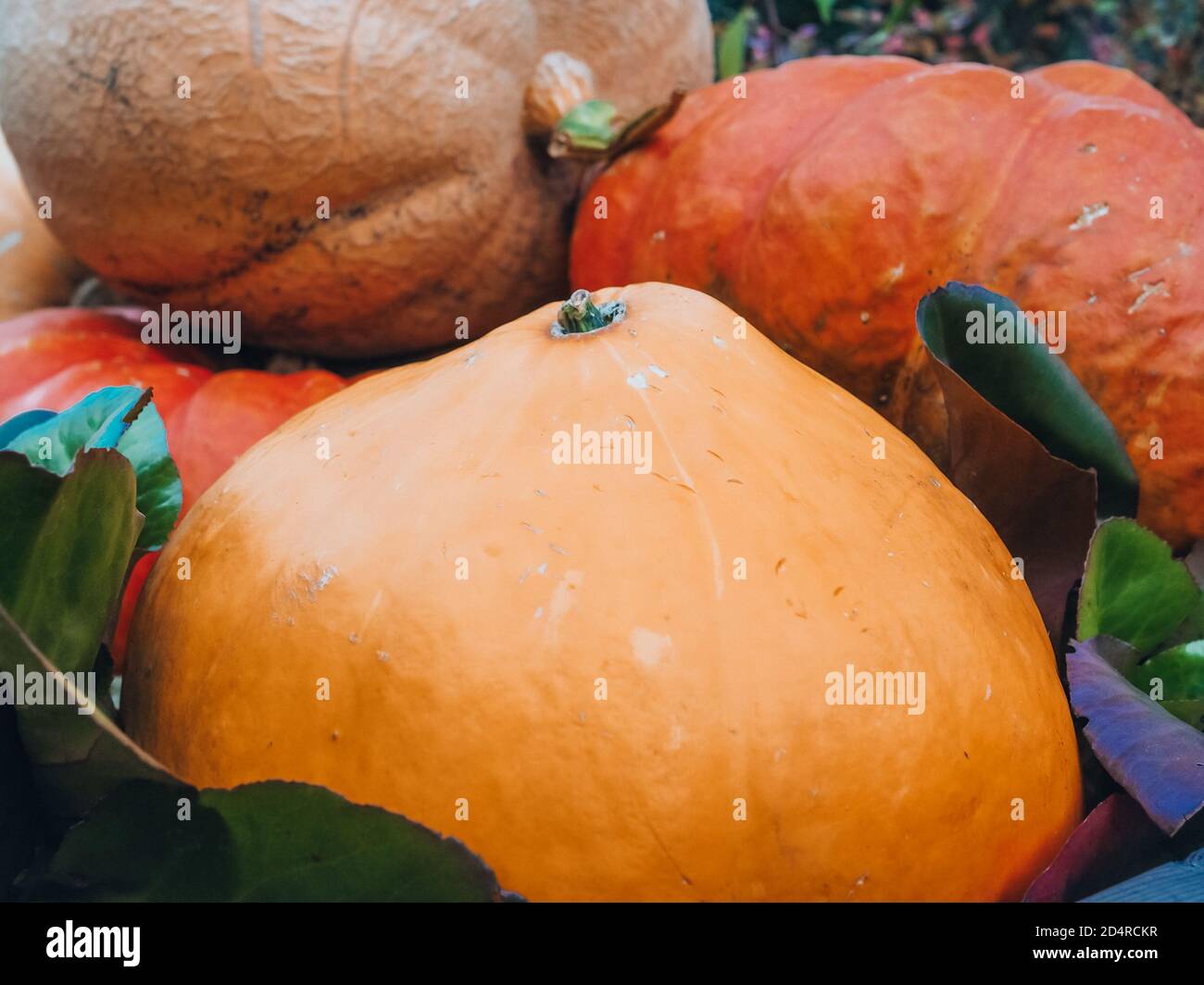 Ein Bündel von großen mehrfarbigen Kürbissen verschiedener Sorten liegen übereinander. Halloween Feiertagssymbol. Herbsternte im Garten. Stockfoto