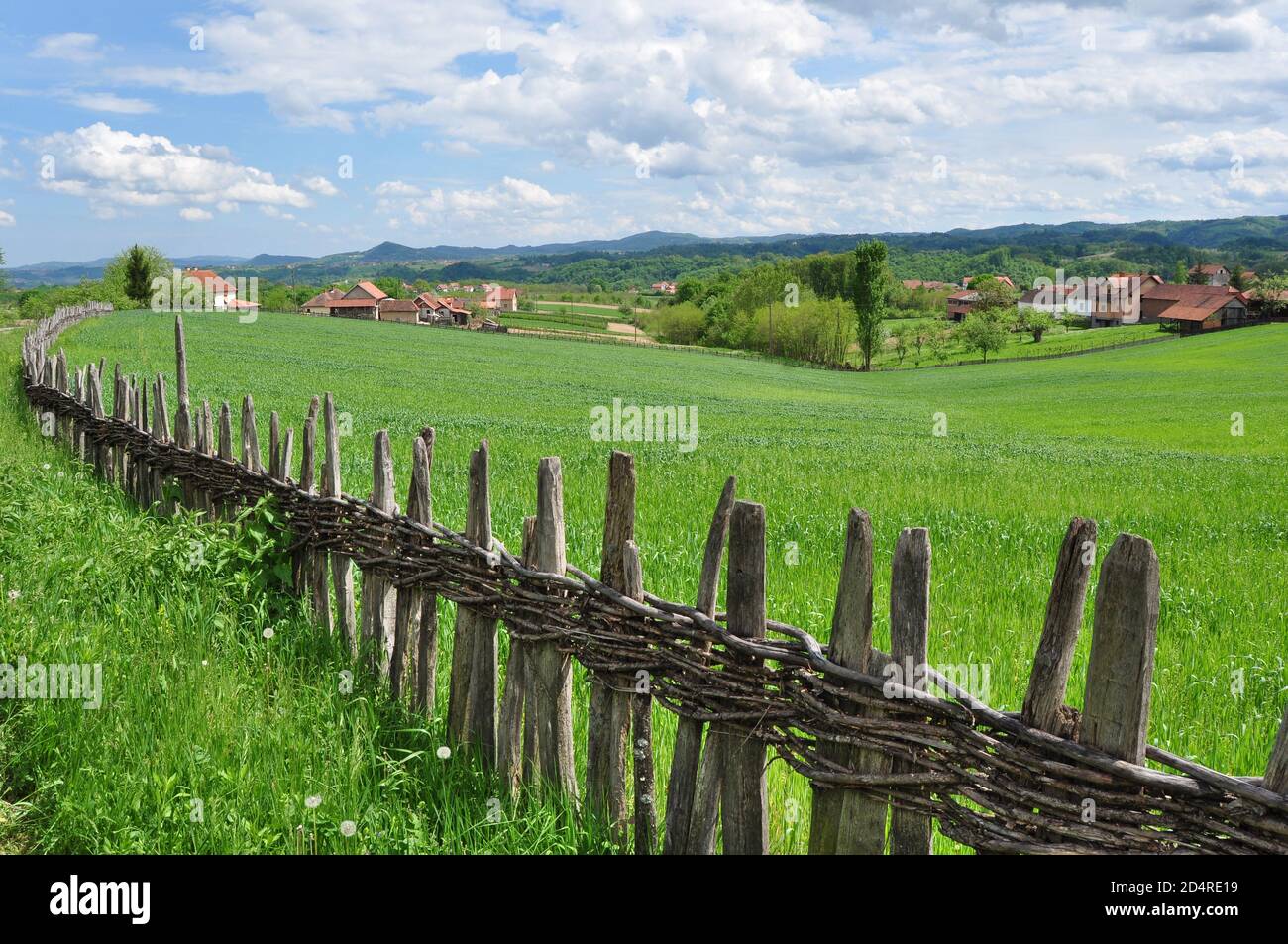 Feld von grünem Weizen von Holzzaun, ländliche Frühlingslandschaft, Serbien eingeschlossen Stockfoto