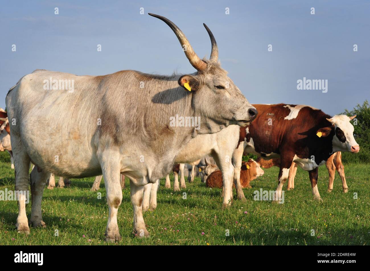 Podolien, große graue Rinder mit langen Hörnern (graue Steppenrinder oder Podolac) Bos europeus primigenius, Zasavica, Serbien Stockfoto