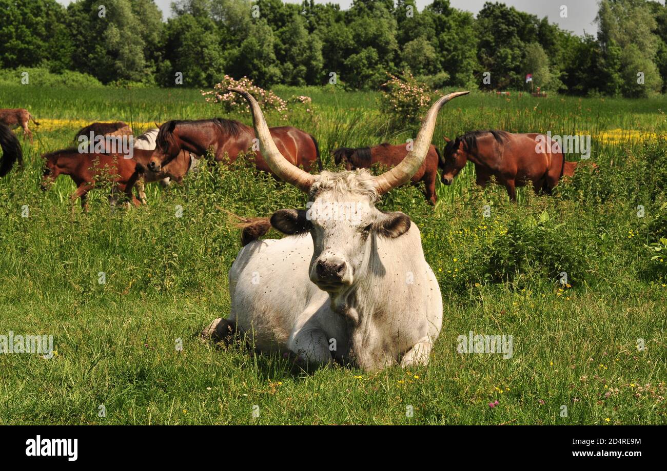 Podolien, große graue Rinder mit langen Hörnern (graue Steppenrinder oder Podolac) Bos europeus primigenius, Zasavica, Serbien Stockfoto