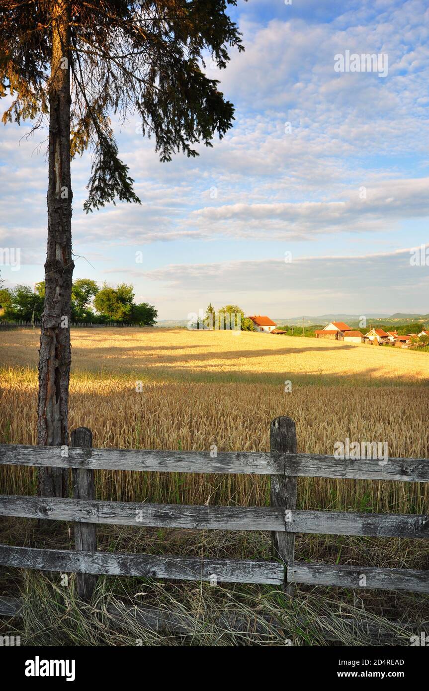 Weizenfeld von Holzzaun umgeben, ländliche Sommerlandschaft Stockfoto