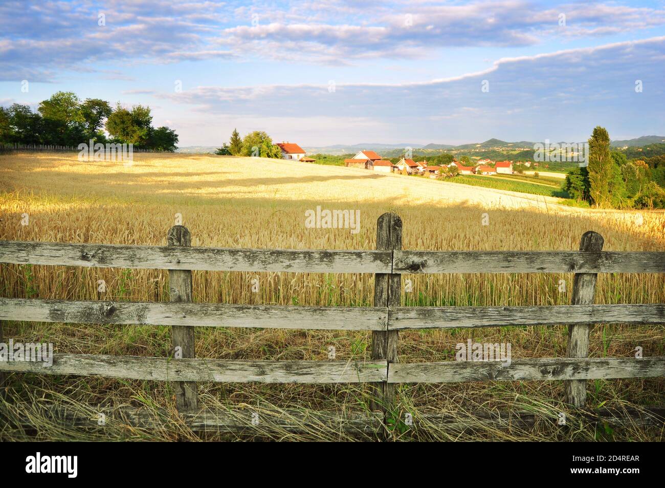 Weizenfeld von Holzzaun umgeben, ländliche Sommerlandschaft Stockfoto