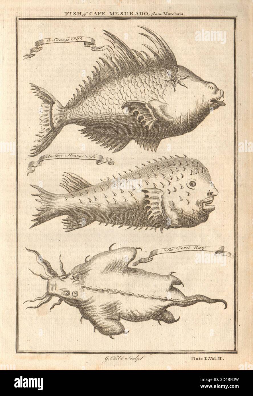 Cape Mesurado Fisch. Stachelfisch. Sea Devil ray. Liberia 1745 alter Druck Stockfoto