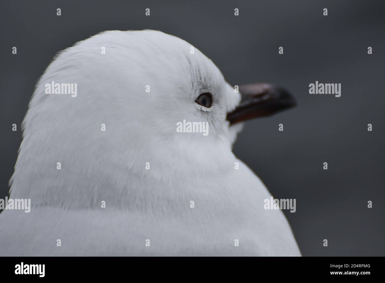 Wasservögel im Park Stockfoto