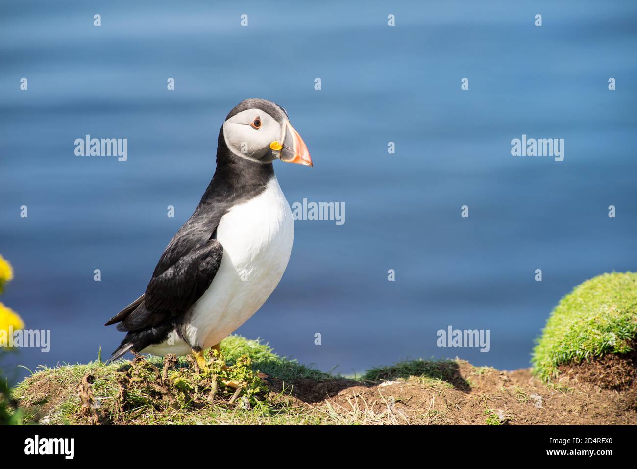 Atlantischer Papageitaucher, der gewöhnliche Papageitaucher, Seevögel der Familie der Auken, auf den Treshnish Isles in Schottland Stockfoto